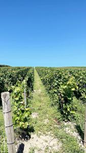 Maisons de vacances Gite familial dans le vignoble champenois : photos des chambres