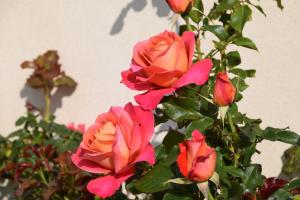 B&B / Chambres d'hotes La villa 13&15 : photos des chambres