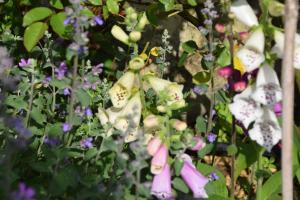 B&B / Chambres d'hotes La villa 13&15 : photos des chambres