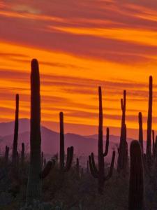Serene & Secluded - Heart of the Sonoran Desert Bunkhouse Casita