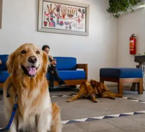 波多黎各卢纳宠物友好及家庭套房酒店 - 巴亚尔塔港