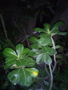 Captain Morgan House