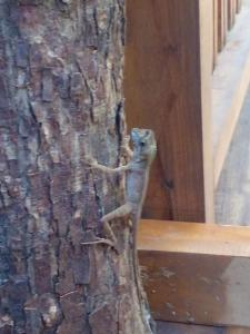 The Cinnamon Farm Wooden Cabana Unawatuna