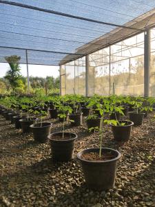 Quality Time Farmstay Deluxe Room