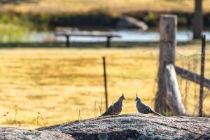 Creek View Cottage-pool Table, Table Tennis, Views