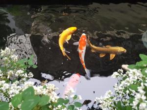 Vườn Trà HomeStay Măng Đen