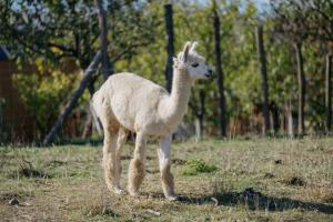 Feelmore Tiny House Eger