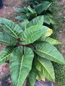 Kanitta Homestay kohyaonoi