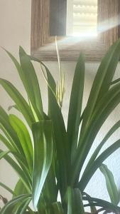 Habitación cama doble con baño compartido