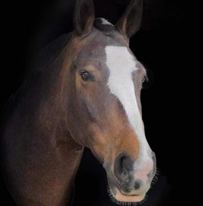 The Old Mountain Stables Caerllwyn Ganol Farm