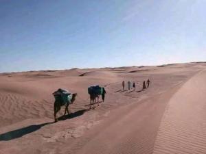 Organisation Des Excursions & Bivouac dans le désert