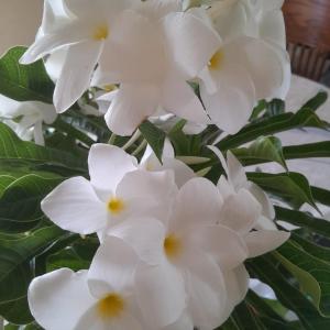 Melrose Beach Apartments Inc