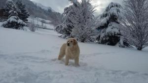 Appartamento Pista Stelvio