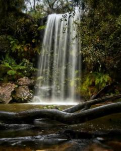 Blue Mountains Studio Retreat, Lyrebird Creek, pet friendly