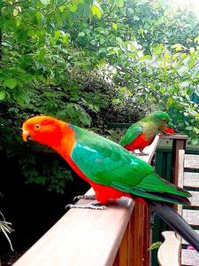 Blue Mountains Studio Retreat, Lyrebird Creek, pet friendly