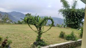 Rice field guest house