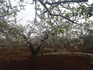 Trulli di Mastro Ciccio