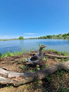 Vízivilág Vendégház és Halastó