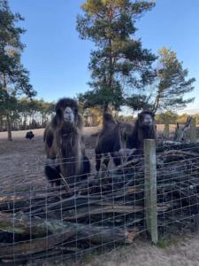 Volledig opgeknapt Boschalet met Airco op de Veluwe