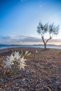 Oasis Beach Hotel Agistri Greece