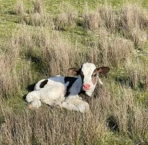 Mariam Farm Stay - Violet Town