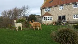 Jurassic Loft Apartment - Wyke Regis