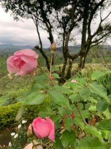 Green Garden Bungalow