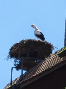 Maisons de vacances Au vert chez Diane : photos des chambres