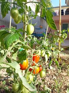 Family home in Lagonisi