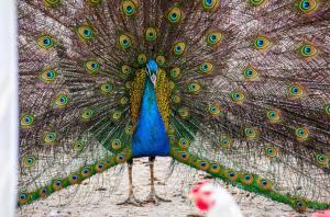 Căsuța din livadă