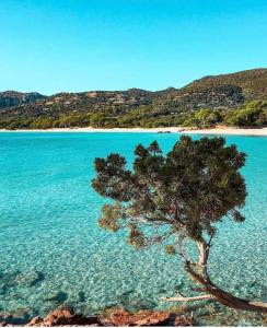 Villas VILLA LE CORAIL ROUGE CORSE : photos des chambres