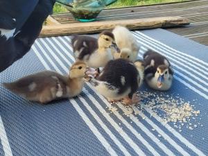 Tinyhouse CARPE DIEM