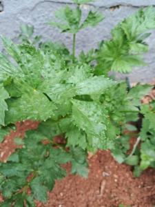 Casa aconchegante no lago