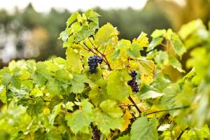 Winnica Zagrody-Stanislaw Majkut