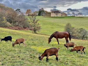 Domaine de Cazal - Chambres dHôtes avec piscine au cœur de 26 hectares de nature préservée