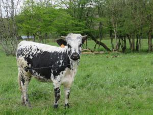 B&B / Chambres d'hotes Grange d'Anjeux Bed & Breakfast : photos des chambres