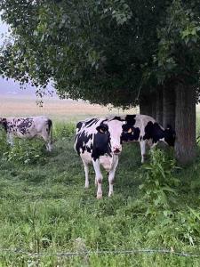 Maisons de vacances Longere normande en Pays de Caux : photos des chambres