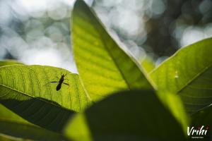 Vrihi Luxury A-Frames Goa