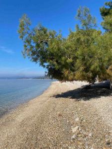 Elia Sithonia Apartment