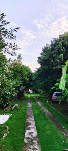 Flor de Jabuticabeira