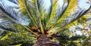 Firesky Glamping Ocam Ocam Beach