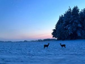 ACTIVFARM DOMKI NA KASZUBACH Domek Piotruś