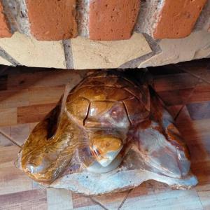 Conecta con la Naturaleza y Confort en Cabaña Villaluxe