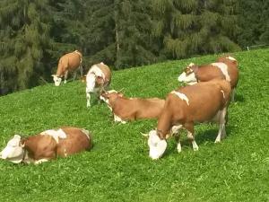 holiday apartment with 2 bedrooms