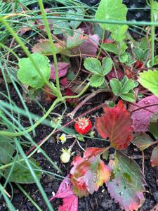 Ferienwohnung Familiengarten