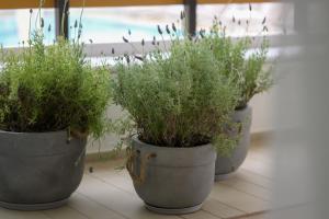 SESA Boutique Hotel & Restaurant