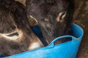 Ceridwen Holiday Homes