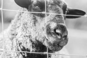 Ceridwen Holiday Homes