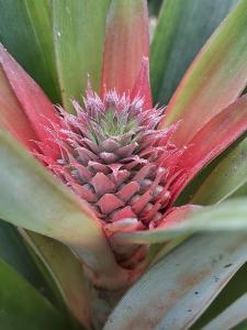 La Finca de Ananás - Suite privada con entrada independiente