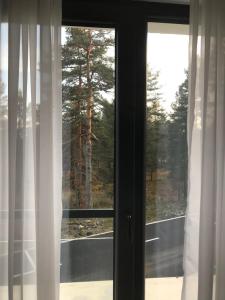 zeleni bor Divcibare